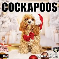 Cockapoo 2026 Calendar