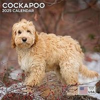 Cockapoo 2026 Calendar
