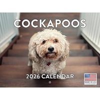 Cockapoo 2026 Calendar