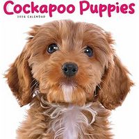 Cockapoo Puppies 2026 Wall Calendar