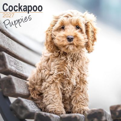 Cockapoo Puppies 2027 Calendar