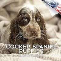 Cocker Spaniel Puppies 2026 Calendar