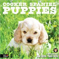 Cocker Spaniel Puppies 2026 Wall Calendar