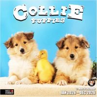 Collie Puppies 2026 Calendar