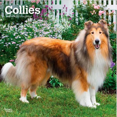 Collies 2027 Calendar