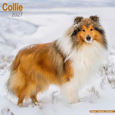 Collies 2027 Calendar