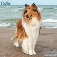 Collie 2026 Calendar