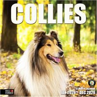 Collies 2026 Calendar