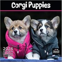 Corgi Puppies 2026 Wall Calendar