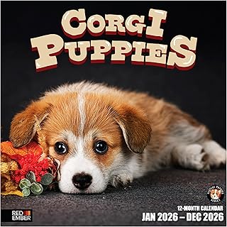 Corgi Puppies 2026 Wall Calendar