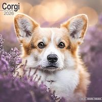 Corgi 2026 Calendar