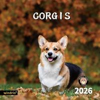 Corgis 2026 Calendar