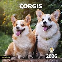 Corgis 2026 Calendar