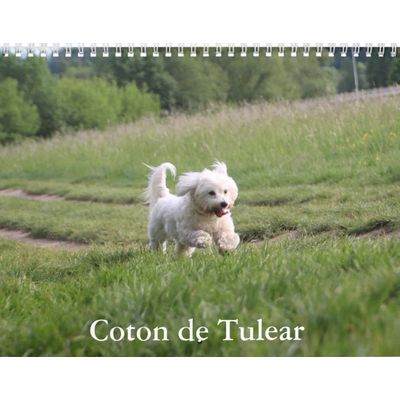Coton de Tulear Dog Calendar