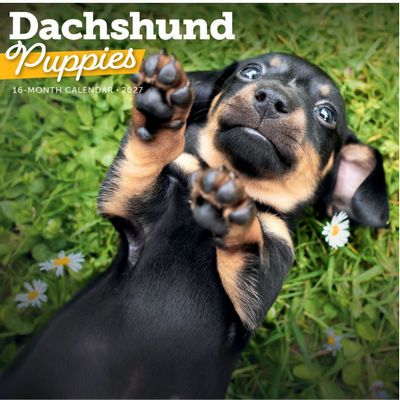 Dachshund Puppies 2027 Calendar