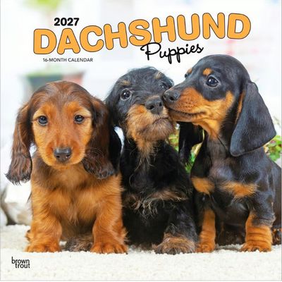 Dachshund Puppies 2027 Calendar
