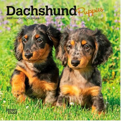 Dachshund Puppies 2027 Mini Wall Calendar