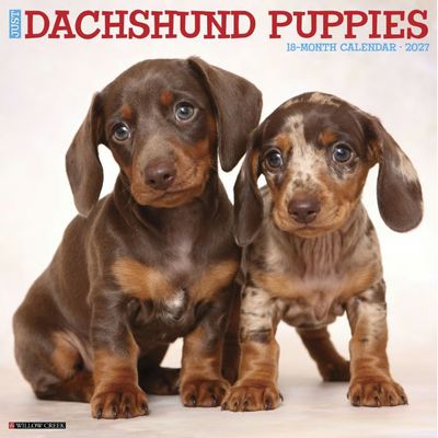 Dachshund Puppies 2027 Wall Calendar