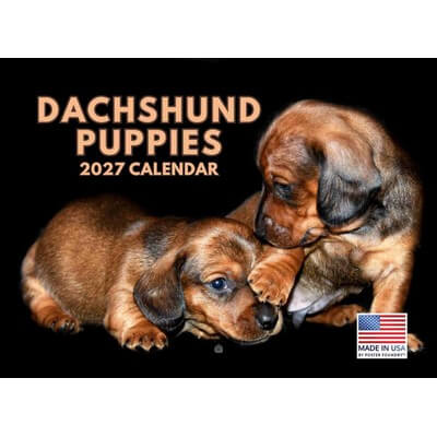 Dachshund Puppies 2027 Wall Calendar