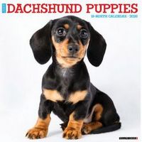Just Dachshund Puppies 2026 Wall Calendar