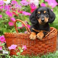2026 Dachshund Puppies Wall Calendar