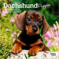Dachshund Puppies 2026 Calendar