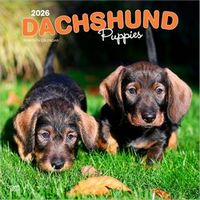 Dachshund Puppies 2026 Calendar