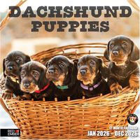 Dachshund Puppies 2026 Calendar
