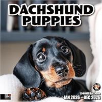 Dachshund Puppies 2026 Calendar