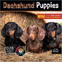 Dachshund Puppies 2026 Calendar