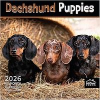 Dachshund Puppies 2026 Calendar