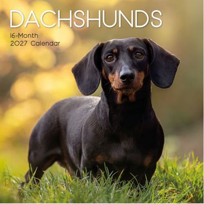 Dachshunds 2027 Wall Calendar