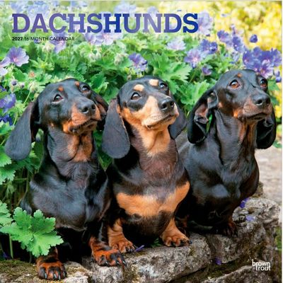 Dachshunds 2027 Wall Calendar