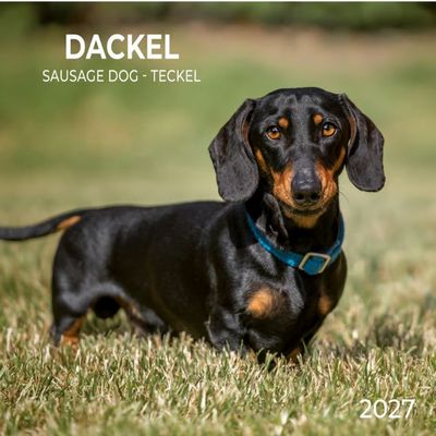 Dachshunds 2027 Wall Calendar