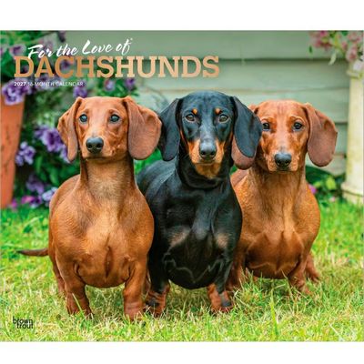 Dachshund Rules 2027 Wall Calendar