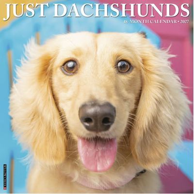 Just Dachshunds 2027 Wall Calendar