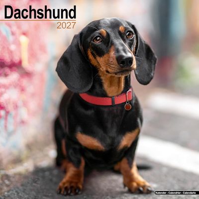 Dachshund 2027 Wall Calendar