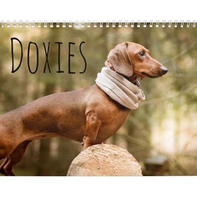 Doxies 2027 Wall Calendar