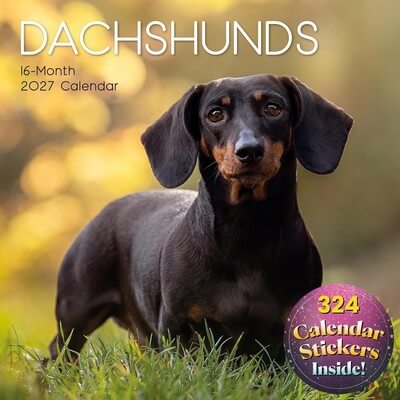 Dachshund 2027 Wall Calendar