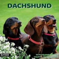 Dachshund 2026 Wall Calendar