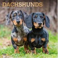 Dachshunds 2026 Calendar