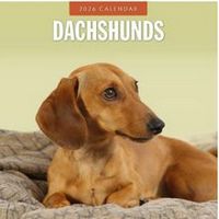 Dachshunds 2026 Calendar