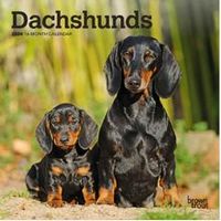 2026 Dachshund Wall Calendar