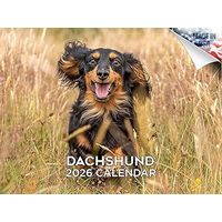 2026 Dachshunds Wall Calendar