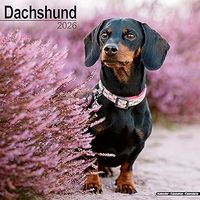 Dachshund 2026 Wall Calendar