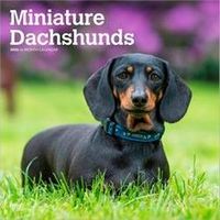 Miniature Dachshund Calendars