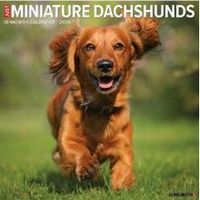 Just Miniature Dachshunds 2026 Wall Calendar