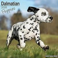Dalmatian Puppies 2026 Calendar