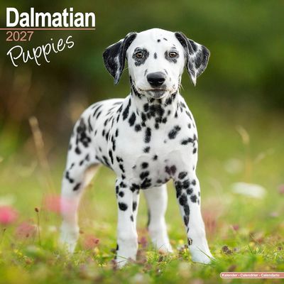 Dalmatian Puppies 2027 Calendar