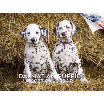 Dalmatian Puppies 2027 Calendar